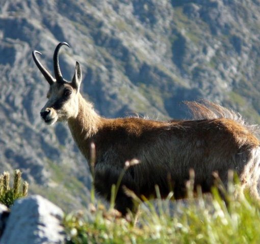 LEVER DU JOUR AVEC LES CHAMOIS